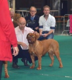 guusje dogshow maasstricht dag 2 040